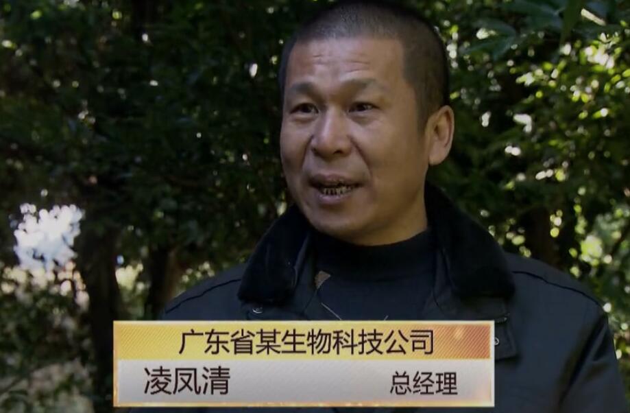 梅片樹專題登上央視七套綠色時空欄目