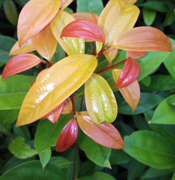 廣東梅片樹：科研與產(chǎn)業(yè)齊飛
