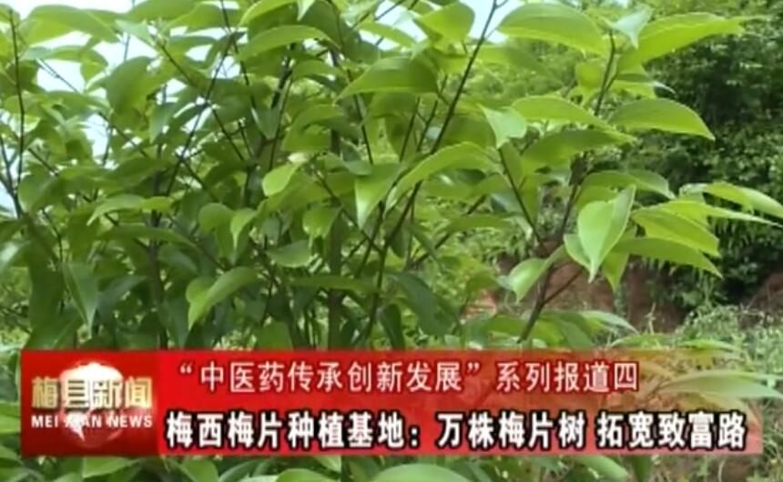“中醫(yī)藥傳承創(chuàng)新發(fā)展”系列報(bào)道四 梅西梅片種植基地：萬株梅片樹 拓寬致富路