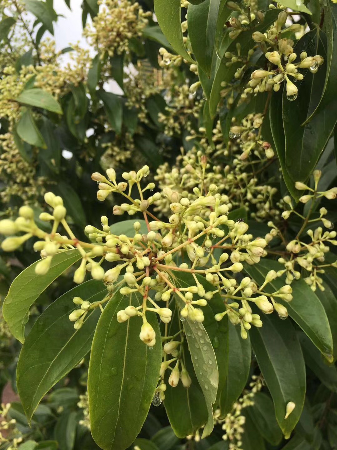 梅片樹種植技術(shù)