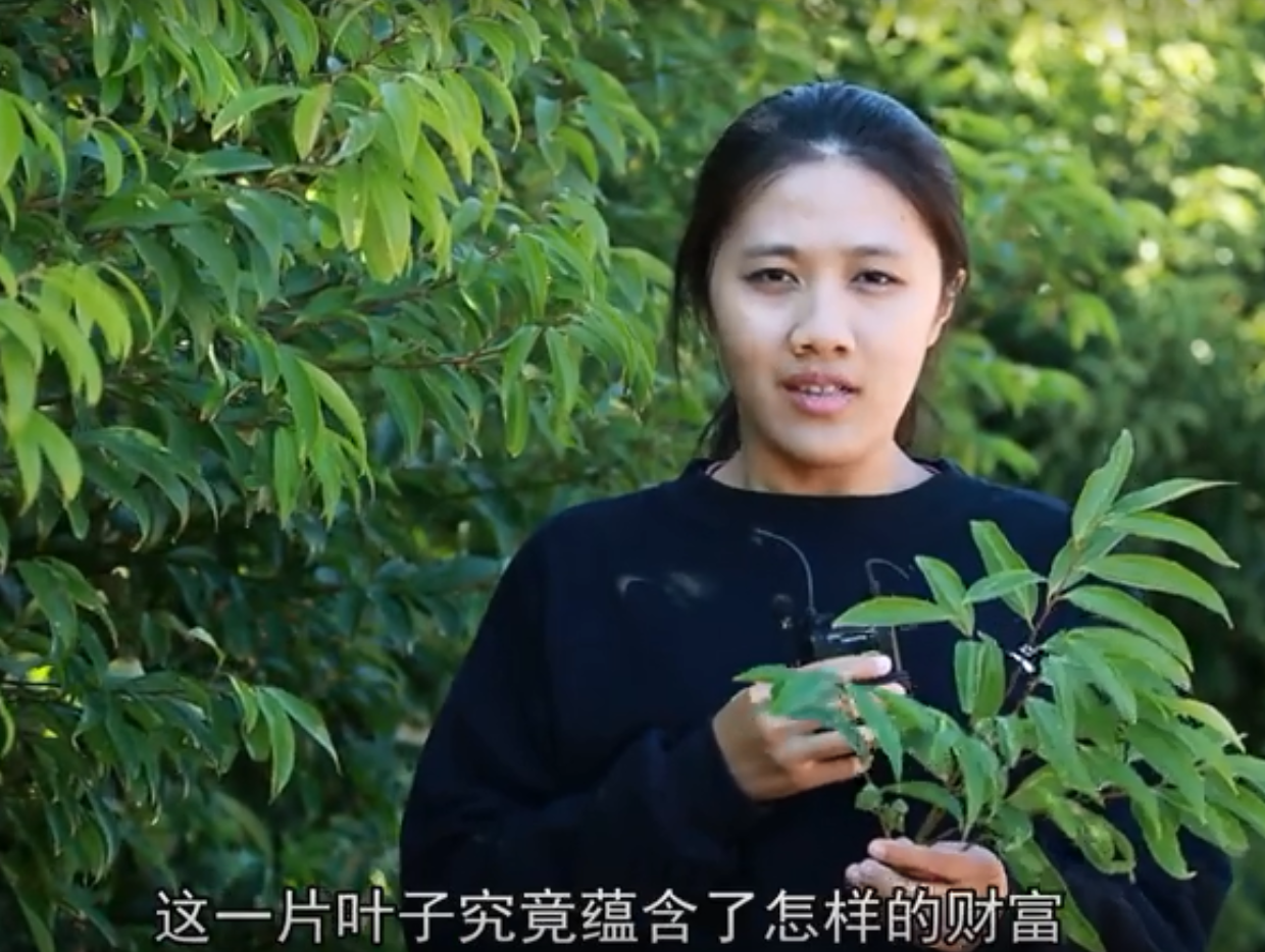 梅縣農(nóng)情：一片葉子的致富之路