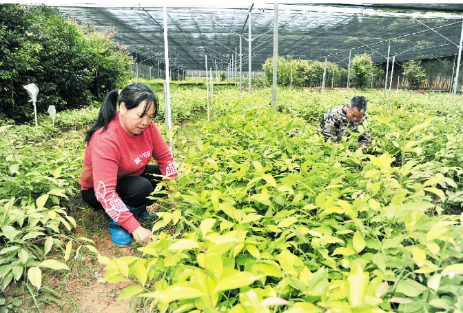梅片種植引領(lǐng)群眾耕山致富，產(chǎn)業(yè)扶貧后勁就是足